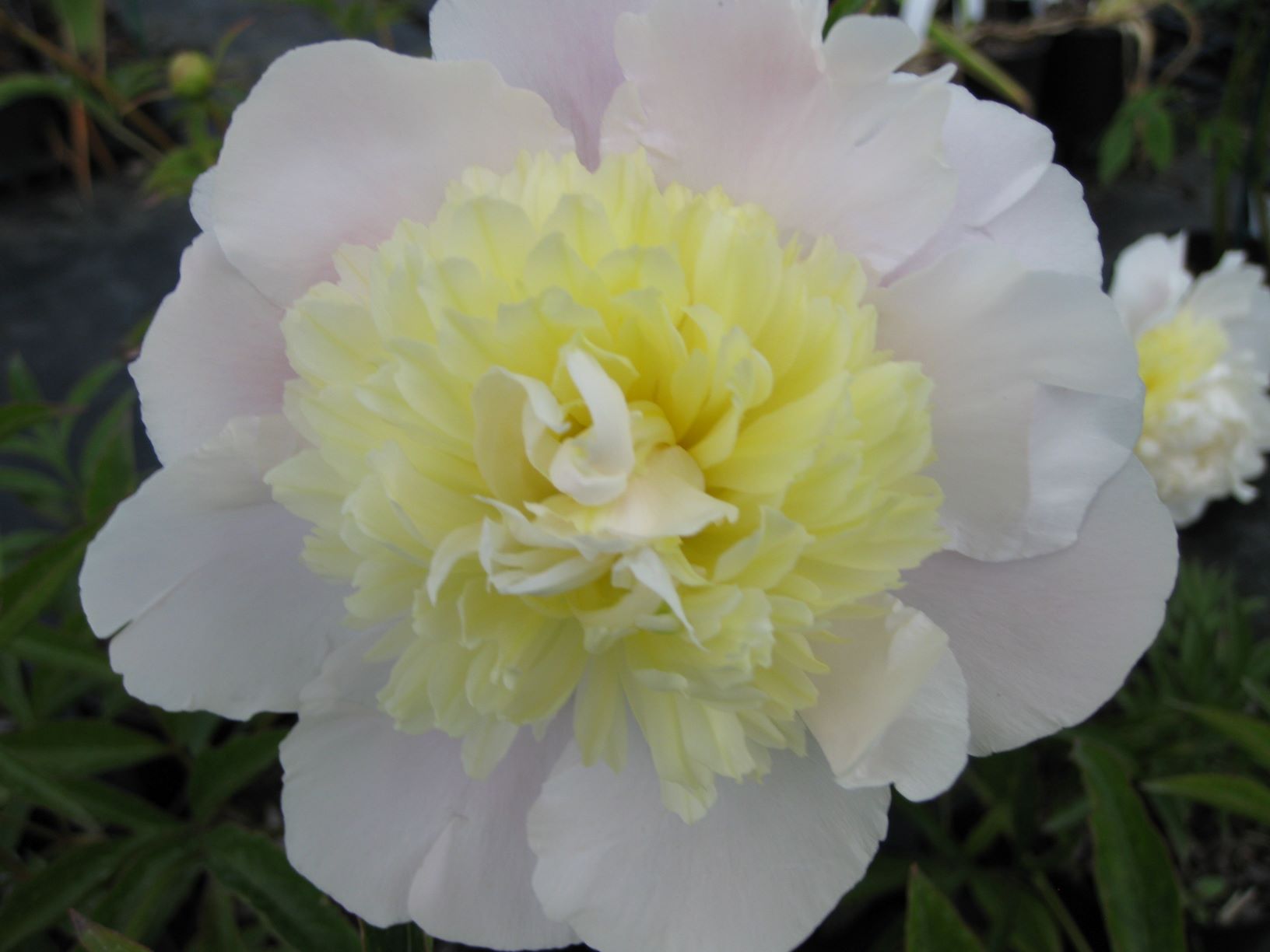 Paeonia 'Primevere'