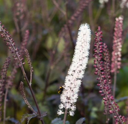 Actea simplex (Atropurpurea Group) 'Brunette'