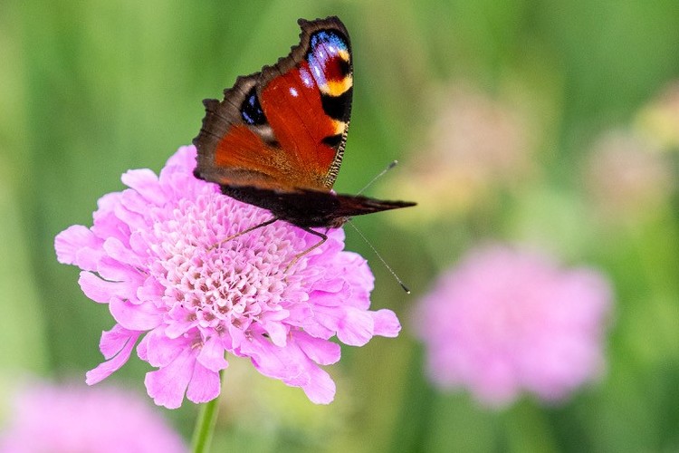 Butterfly on scabiosa