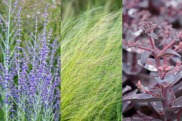 Selecting Drought Resistant Plants