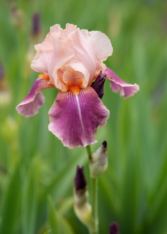 Iris 'Carnaby'