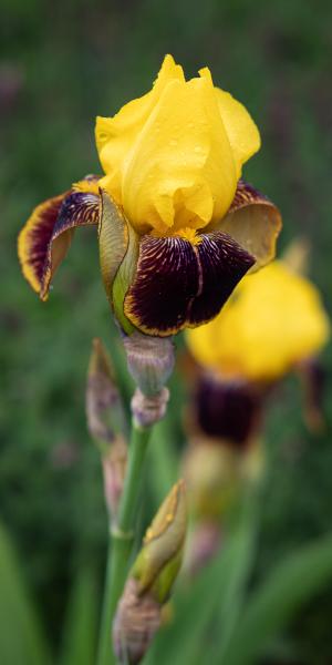 Iris 'Rajah'