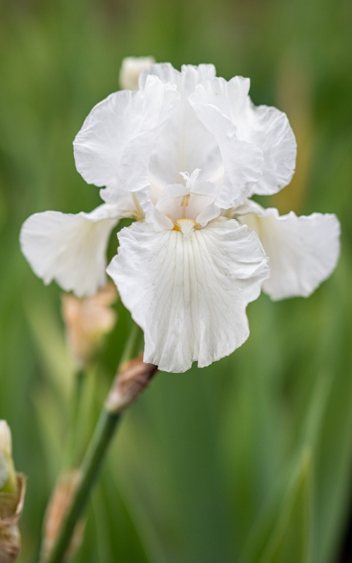 Iris 'Winter Olympics'