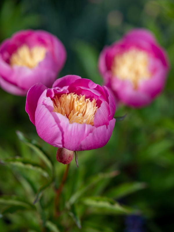 Paeonia 'Bowl of Beauty@