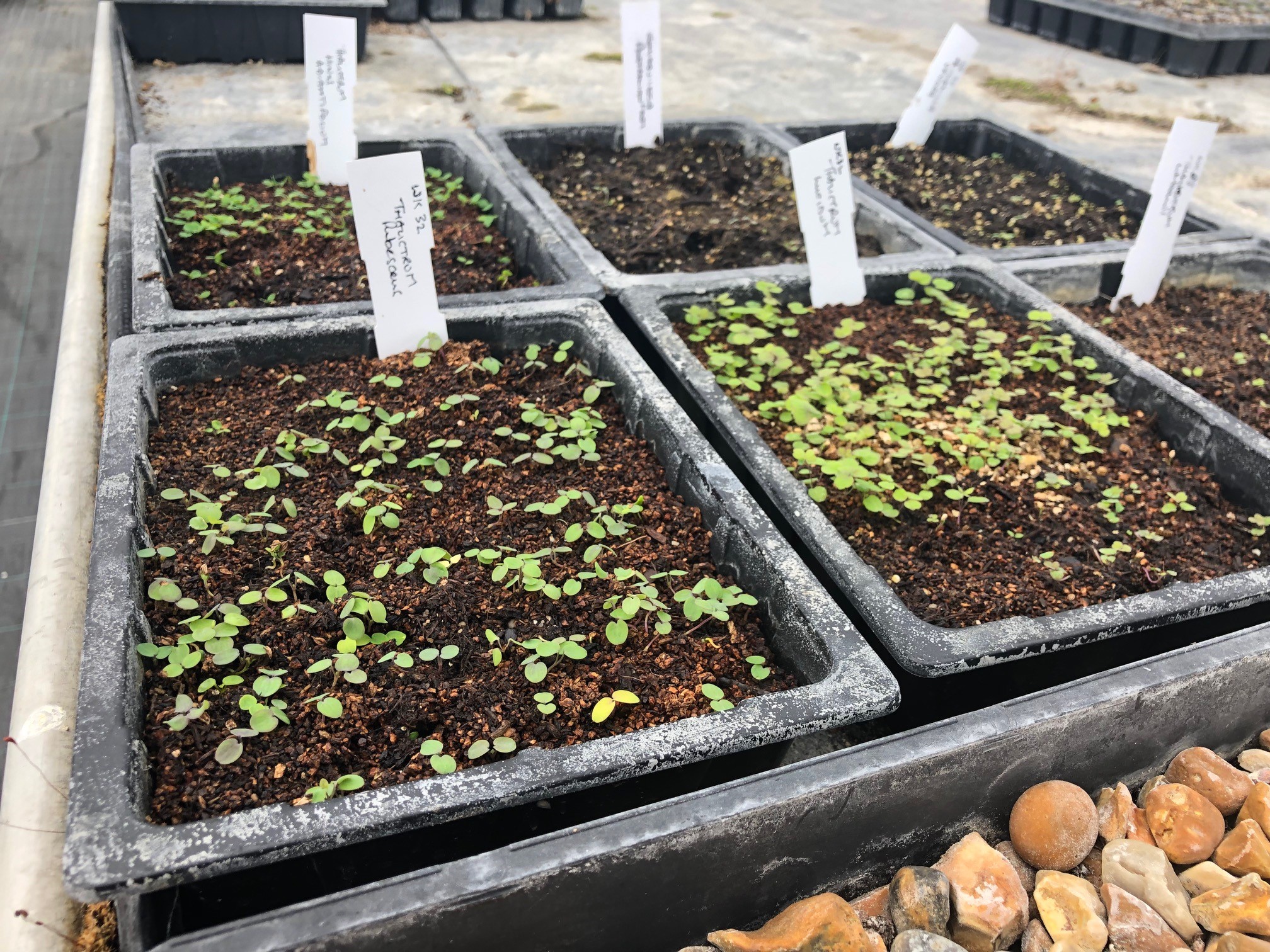 Top Tips for Successful Seed Germination