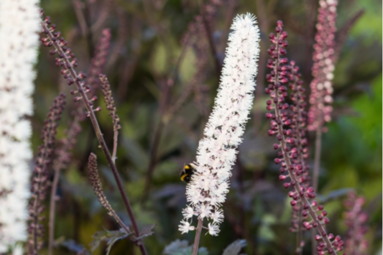 Perennials for September