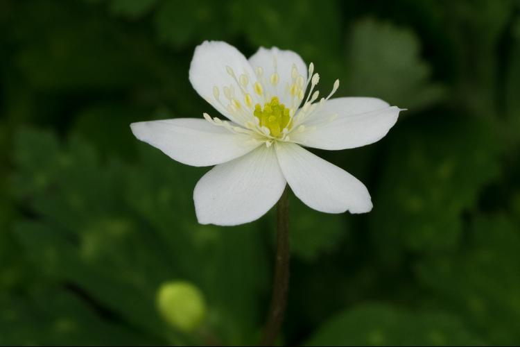 Anemone flaccida