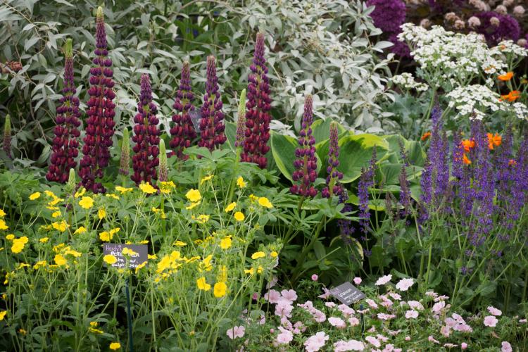 Tips for planning a new garden