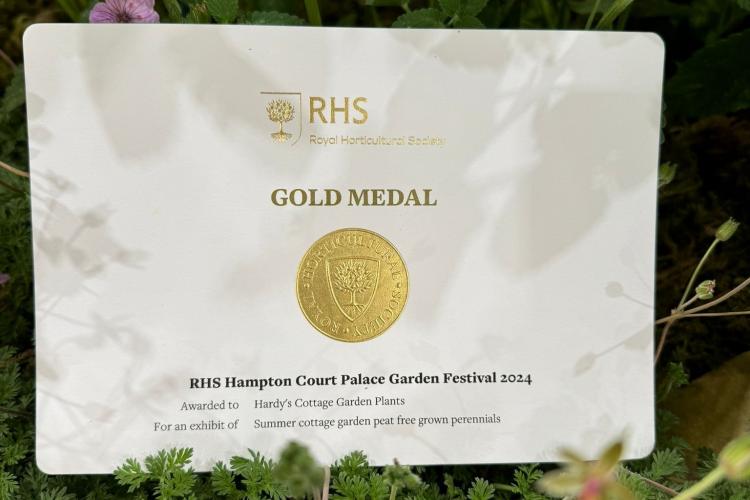 RHS Gold medal Hampton Court 2024 