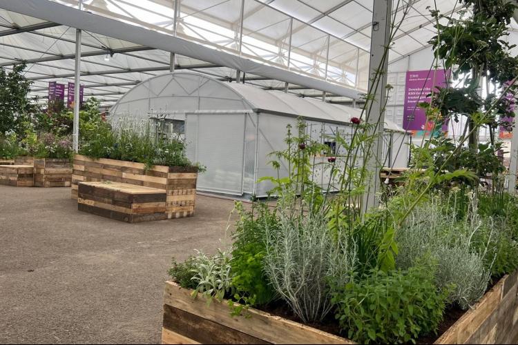 UBS x RHS A Day on the Nursery: insights into the life of a grower RHS Chelsea 2024