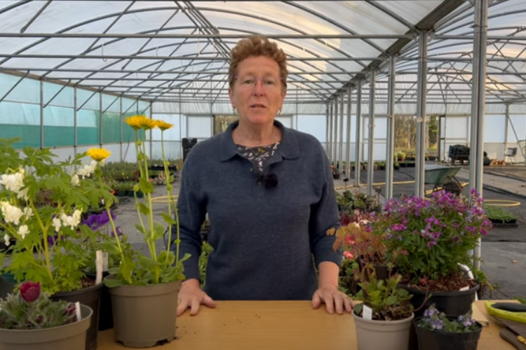 Rosy's Favourite Blooms in April 2025 