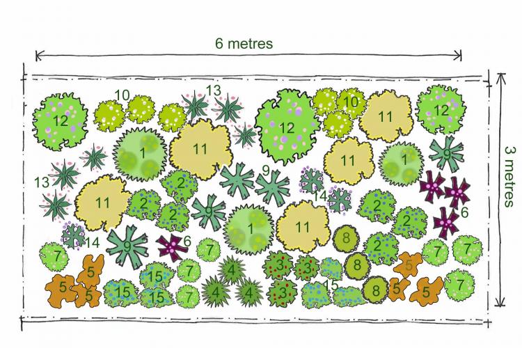 Rosy's Planting Plan for a Sunny Border - Mocha Mousse