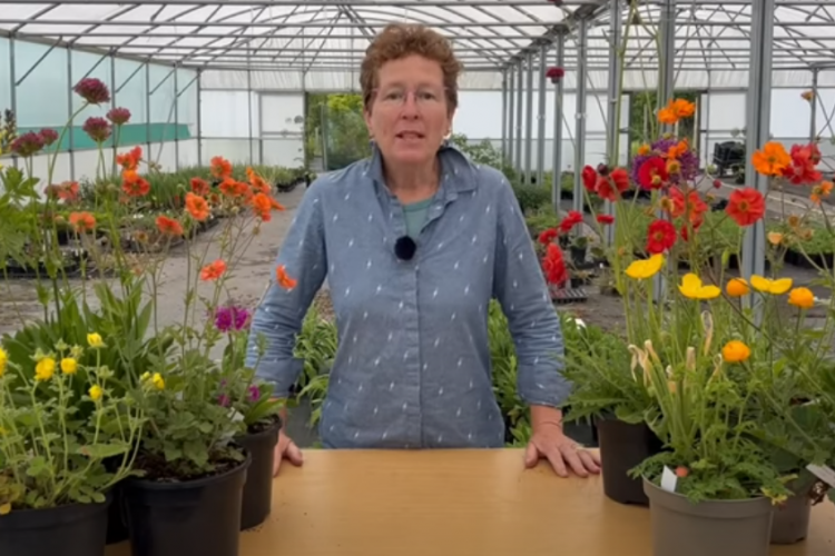 11 Warm Coloured Perennials in Bloom Now