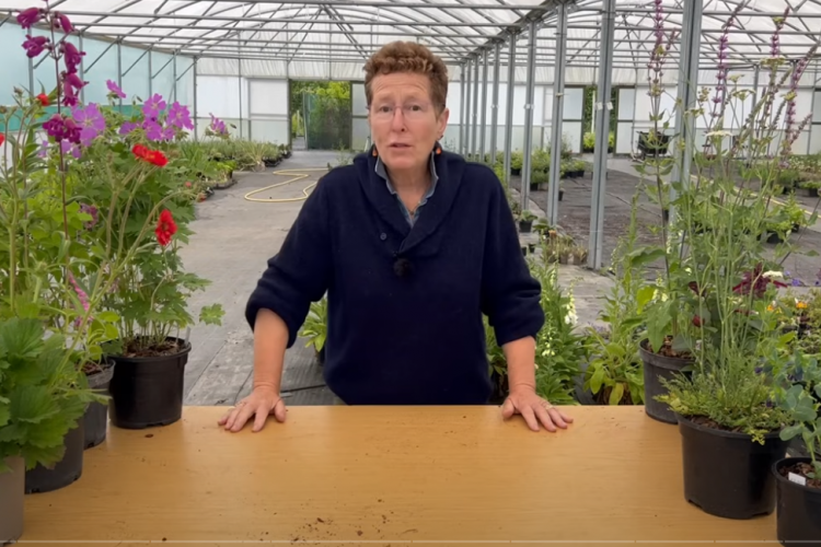 Summer plants for full sun spots 2025