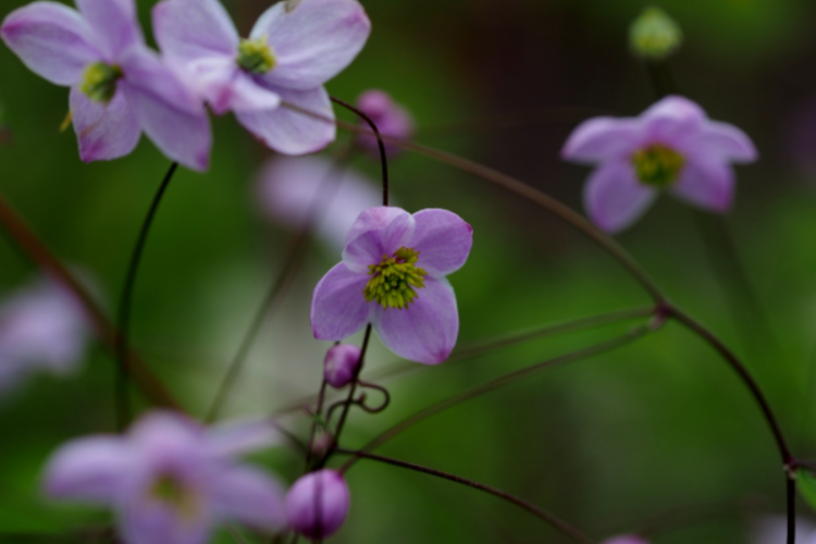 Less well known plants for a Cottage garden