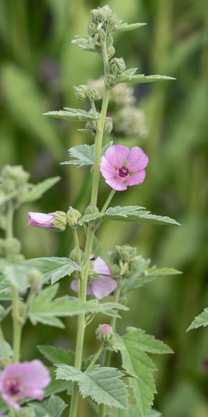 Althaea armeniaca