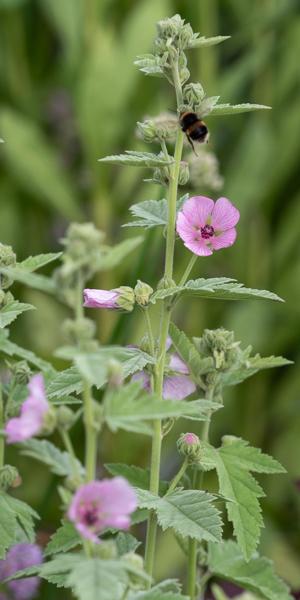 Althaea armeniaca