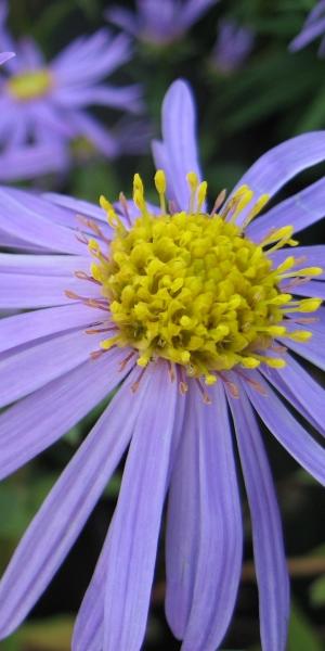 Aster amellus 'September Glow'