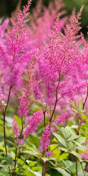 Genus - Astilbe