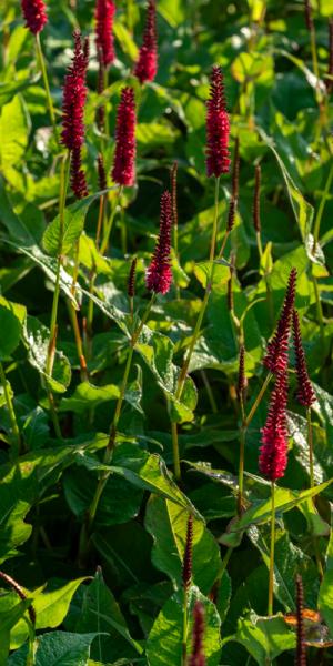 Bistorta amplexicaulis 'Blackfield'