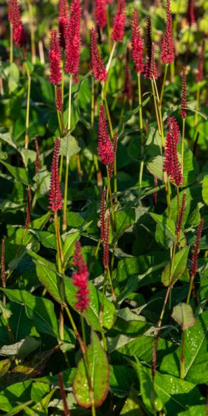 Bistorta amplexicaulis 'Blackfield'