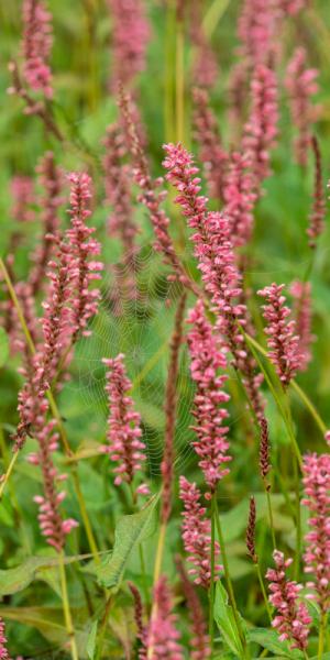 Bistorta amplexicaulis Orange Field