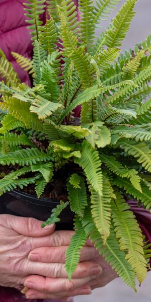 Blechnum spicant