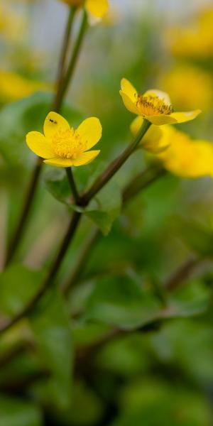 Caltha palustris