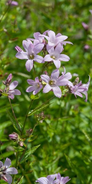 Campanula lactiflora 'Loddon Anna'