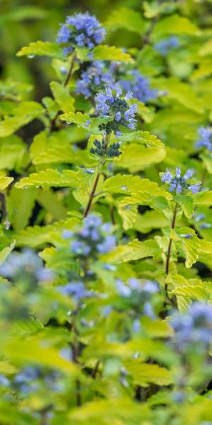 Caryopteris incana 'Jason'