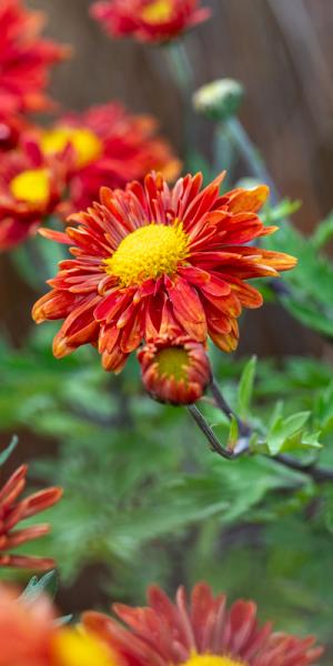 Chrysanthemum 'Bronze Elite' (29d) 