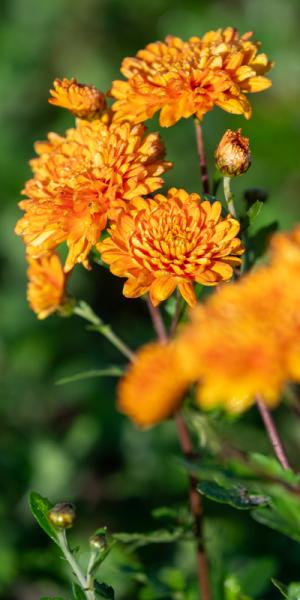 Chrysanthemum 'Dixter Orange'