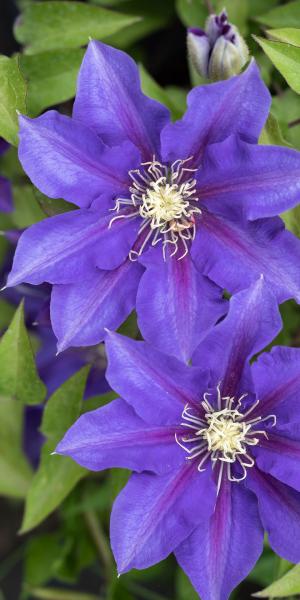 CLEMATIS 'Olympia' ™ (Boulevard Series) 'Evipo099' (PBR)