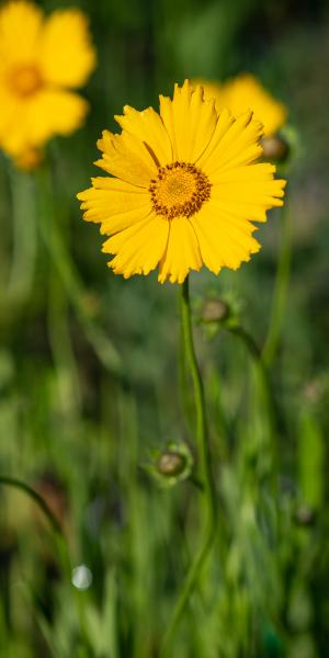 COREOPSIS 'Schnittgold' (Cutting Gold)