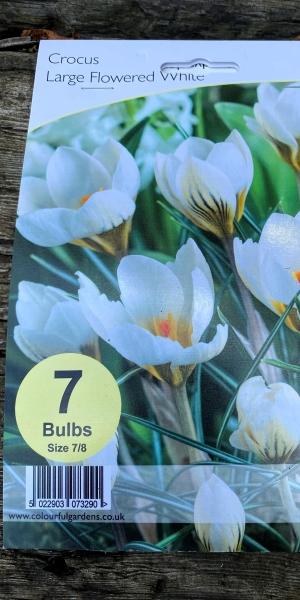 Crocus Large Flowered White