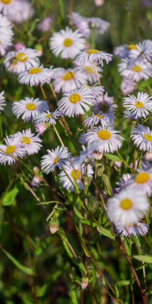 Erigeron 'Quakeress'