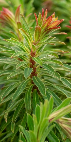 Euphorbia × martini 'Rudolph'