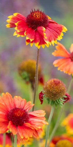 Gaillardia × grandiflora 'Dazzler'