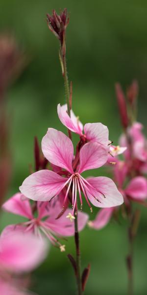 OENOTHERA 'Rosy Shimmers'