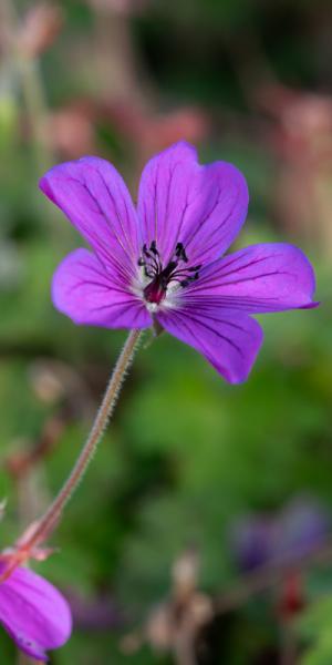 Geranium 'Hexham Velvet'