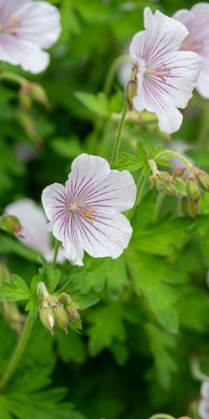 GERANIUM himalayense 'Derrick Cook'