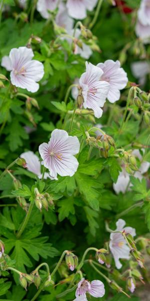 Geranium himalayense 'Derrick Cook'