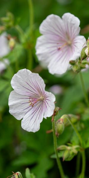 Geranium himalayense 'Derrick Cook'