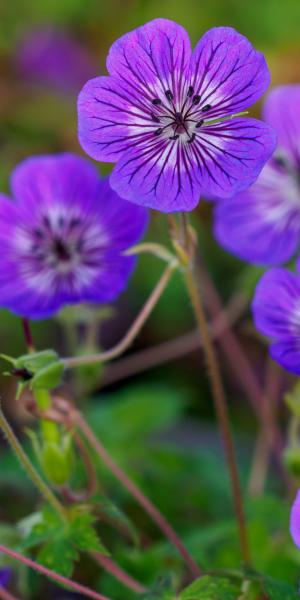 Geranium Mary-Anne 