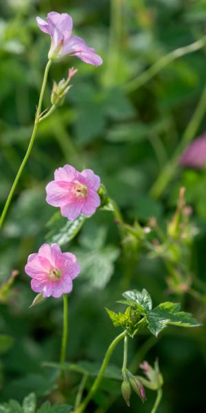 Geranium x oxanium 'Wargrave Pink'