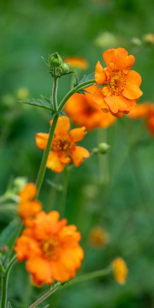 Geum 'Dolly North'