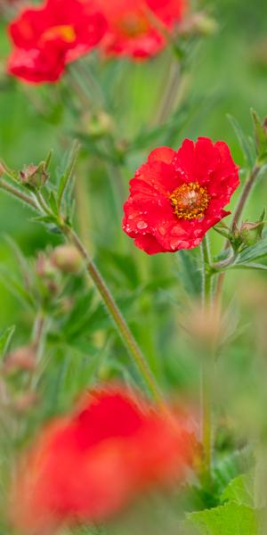 Geum Fiery Tempest ('Macgeu005') (Tempest Series) 