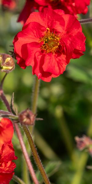 Geum Fiery Tempest ('Macgeu005') (Tempest Series) 