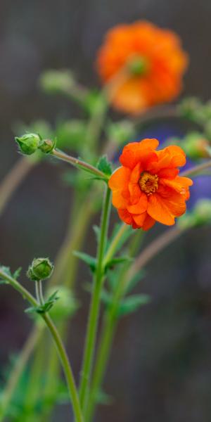 Geum 'Prinses Juliana'
