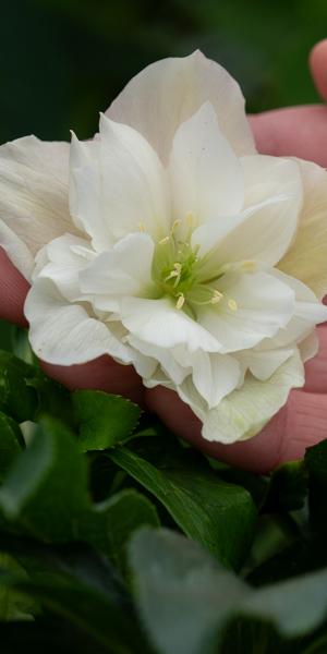 Helleborus × hybridus ViV Amalia ('Jhe00208') (ViV Series)